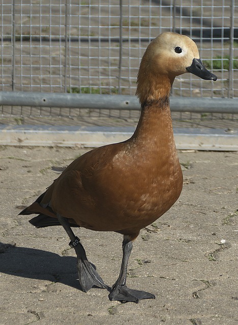 生本文以